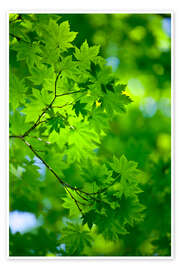 Poster Fraîcheur verte au printemps