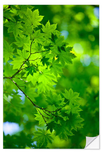 Wall sticker Fresh green in spring