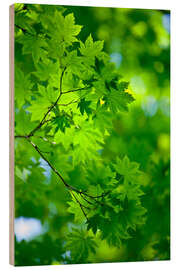 Quadro de madeira Fresh green in spring