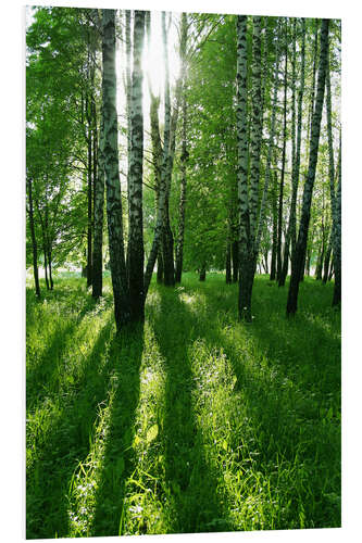 Foam board print birch trees with long shadows