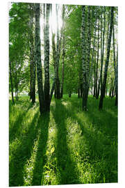 Foam board print birch trees with long shadows