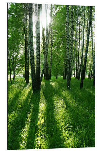 Stampa su plexi-alluminio birch trees with long shadows