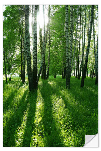 Naklejka na ścianę birch trees with long shadows