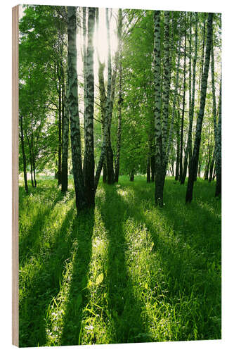 Holzbild Birkenstämme mit langen Schatten