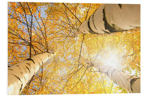 Hartschaumbild Goldener Birkenwald