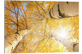 Gallery print Golden Birch Forest