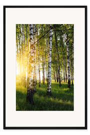 Gerahmter Kunstdruck Birken im Sommerabend