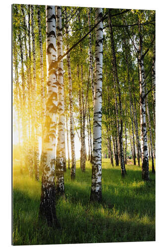 Gallery print Birches in summer evening