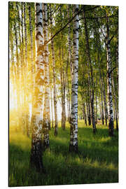 Magnettafel Birken im Sommerabend