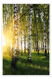 Poster Birches in summer evening