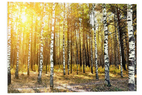 PVC print birch trees in a autumn forest