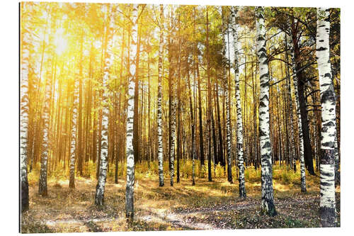 Gallery Print Birken im Herbst Wald