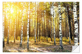 Wall sticker birch trees in a autumn forest