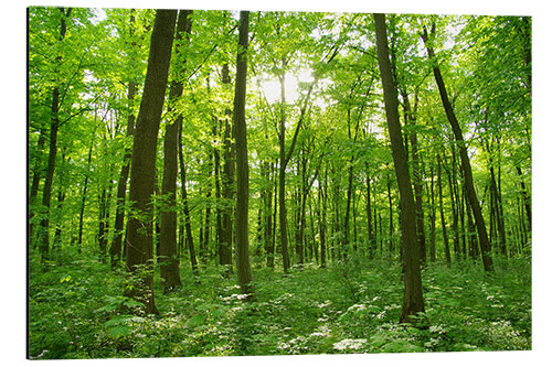 Tableau en aluminium Paysage forestier le matin