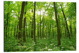 Aluminiumsbilde forest landscape in the morning