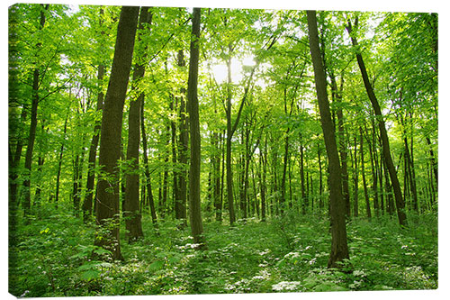 Canvas print forest landscape in the morning