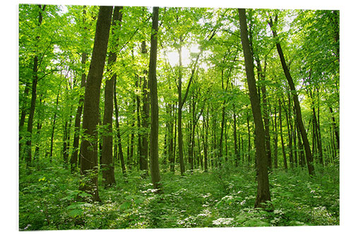 Foam board print forest landscape in the morning