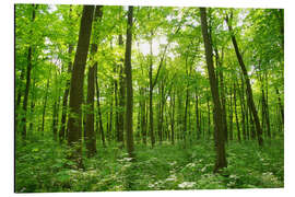 Magnettafel Waldlandschaft am Morgen