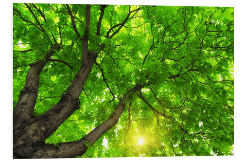 Foam board print Under a big green tree