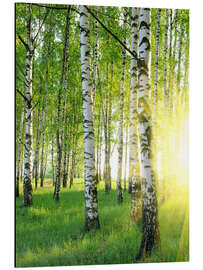 Magnettafel Birken im Sommerwald