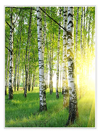 Poster  Berken in het zomer bos