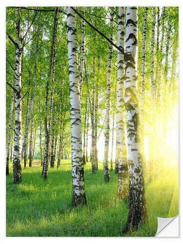 Wall sticker Birches in summer forest