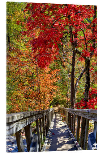 Akrylglastavla Wooden stairs in Autumn forest