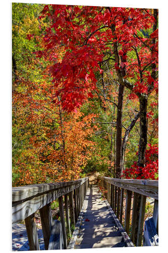 Foam board print Wooden stairs in Autumn forest