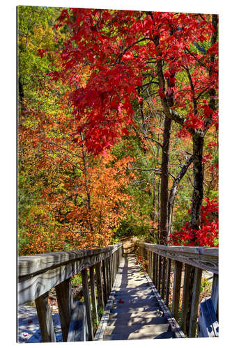 Gallery Print Holztreppe im Herbstwald