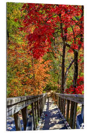 Tableau en plexi-alu Escalier en bois dans une forêt aux couleurs d&#039;automne