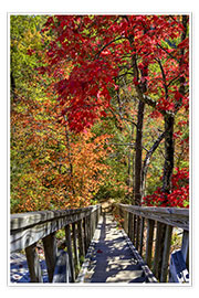 Poster  Escalier en bois dans une forêt aux couleurs d&#039;automne