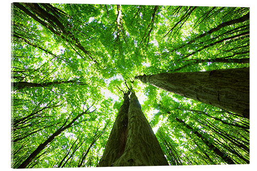 Acrylic print A green roof