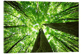 Acrylic print A green roof