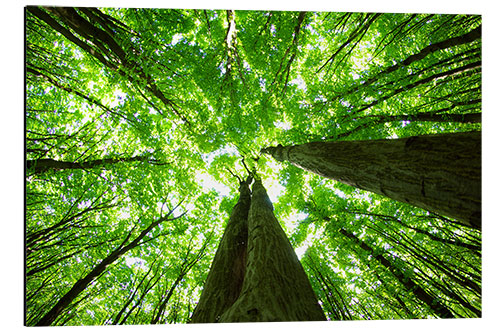 Aluminiumsbilde A green roof