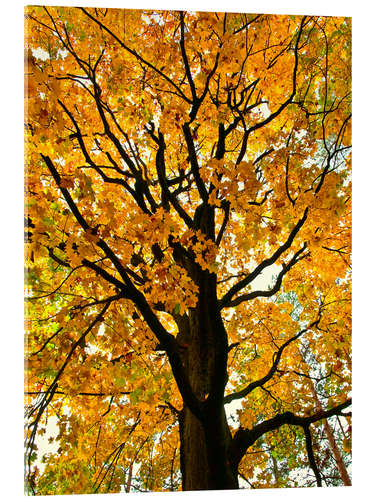 Acrylic print Golden Autumn Tree I