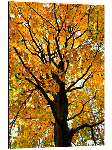 Aluminium print Golden Autumn Tree I