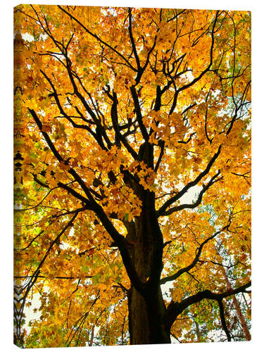 Stampa su tela Golden Autumn Tree I