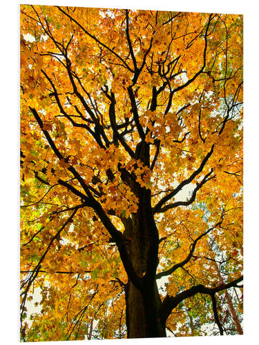 Foam board print Golden Autumn Tree I