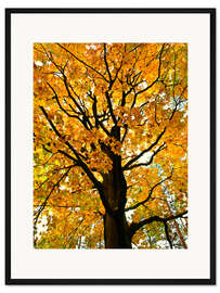 Gerahmter Kunstdruck Goldener Herbstbaum I