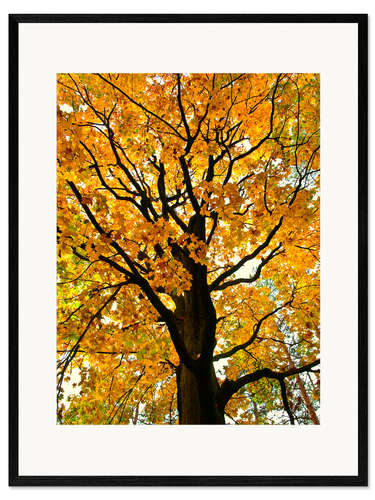Impresión de arte enmarcada Golden Autumn Tree I