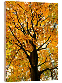 Quadro de madeira Golden Autumn Tree I