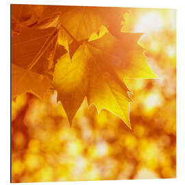 Tableau en aluminium Feuilles d'érable orangées