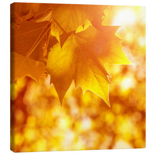 Canvas-taulu orange maple leaves