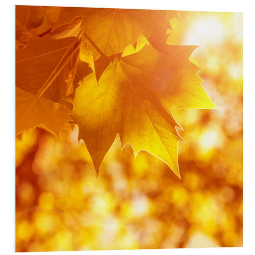 Quadro em PVC orange maple leaves