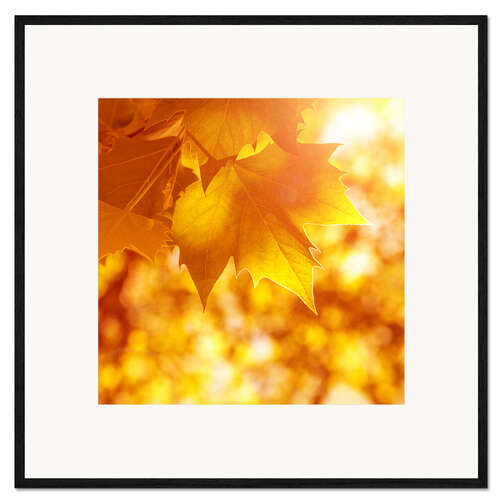 Kunsttryk i ramme orange maple leaves