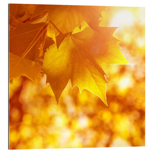 Gallery print orange maple leaves