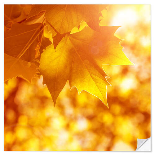 Selvklæbende plakat orange maple leaves