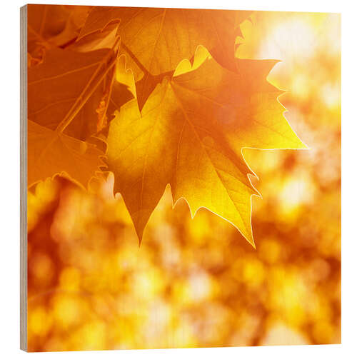 Hout print orange maple leaves