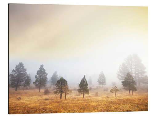 Galleritryck Magic forest of misty