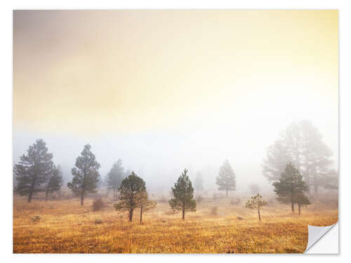 Wall sticker Magic forest of misty